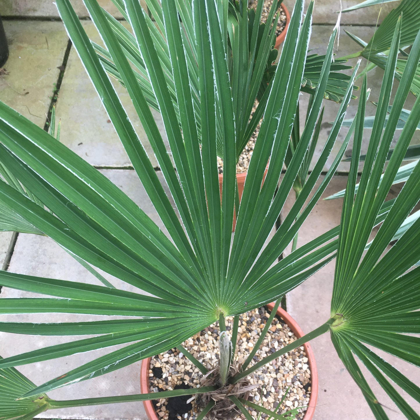 Trachycarpus wagnerianus - Chusan Palm 80-100cm height - 15L