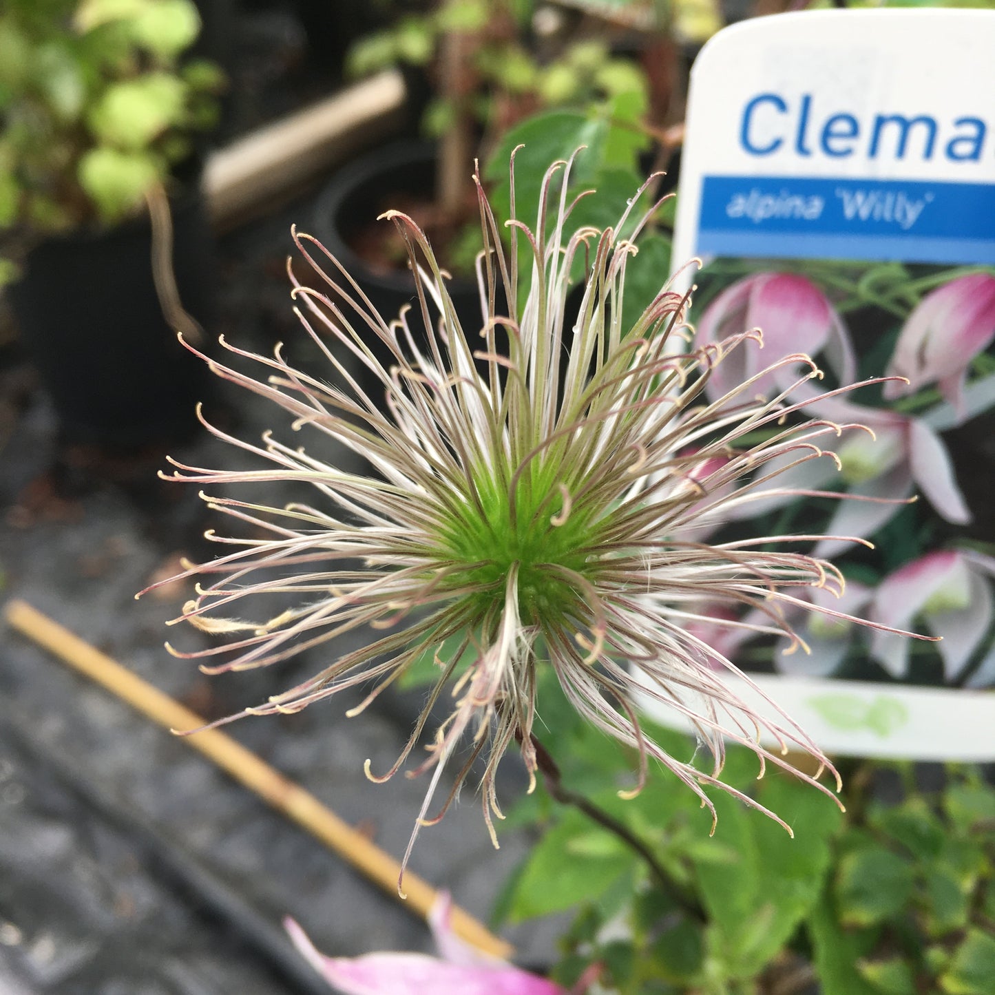 Clematis alpina 'Willy' Large 2L Climber Plant