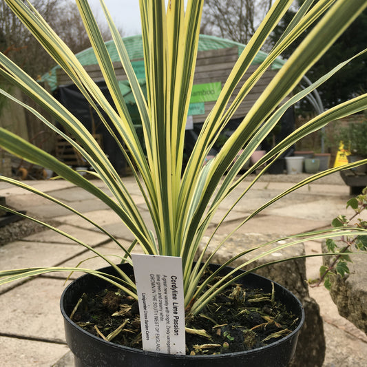 Cordyline Lime Passion