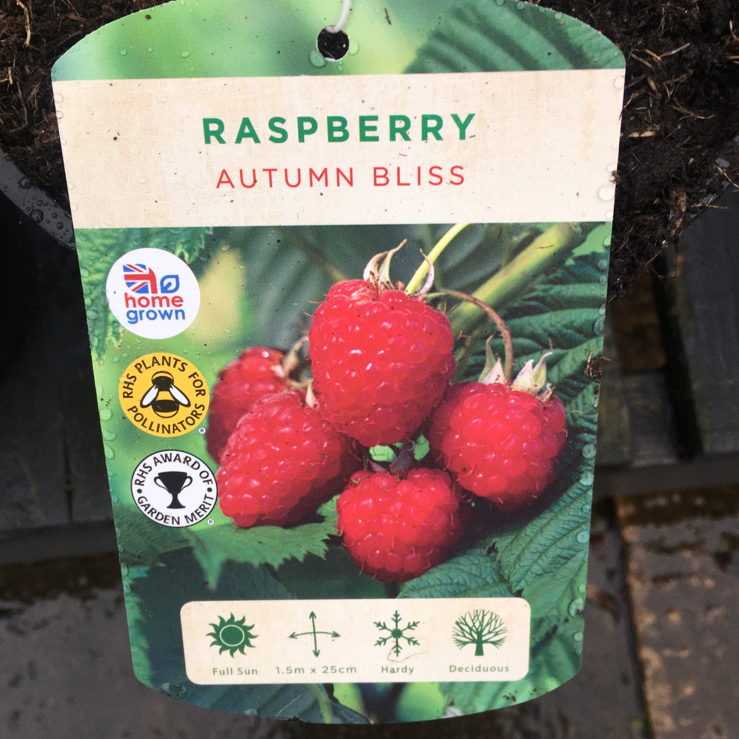 Raspberry Canes - 3L