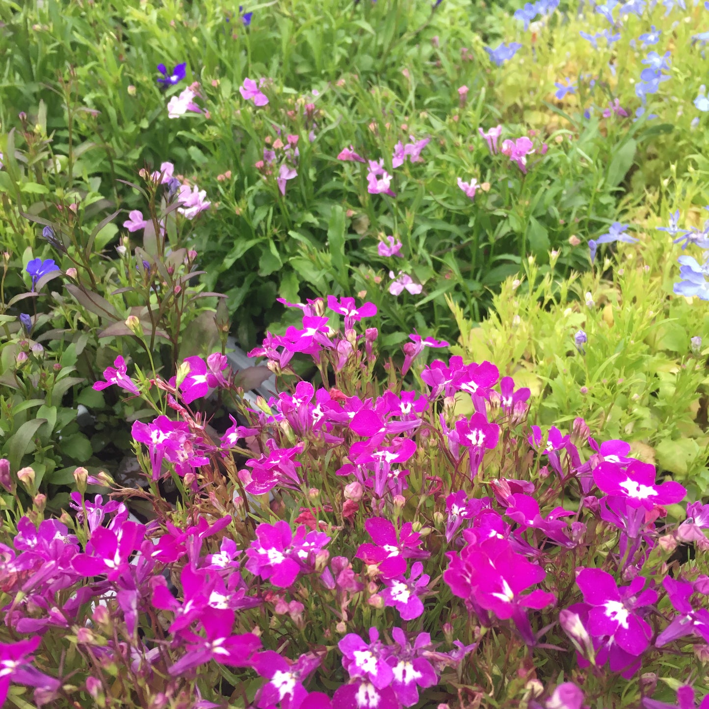 Lobelia (Trailing, Bush & Upright, mixed colours)