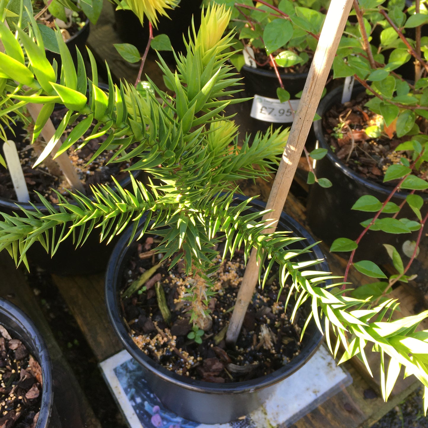 Araucaria araucana - Monkey Puzzle Tree