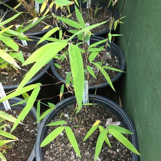 Fargesia nitida Volcano - Bamboo 5L Pot