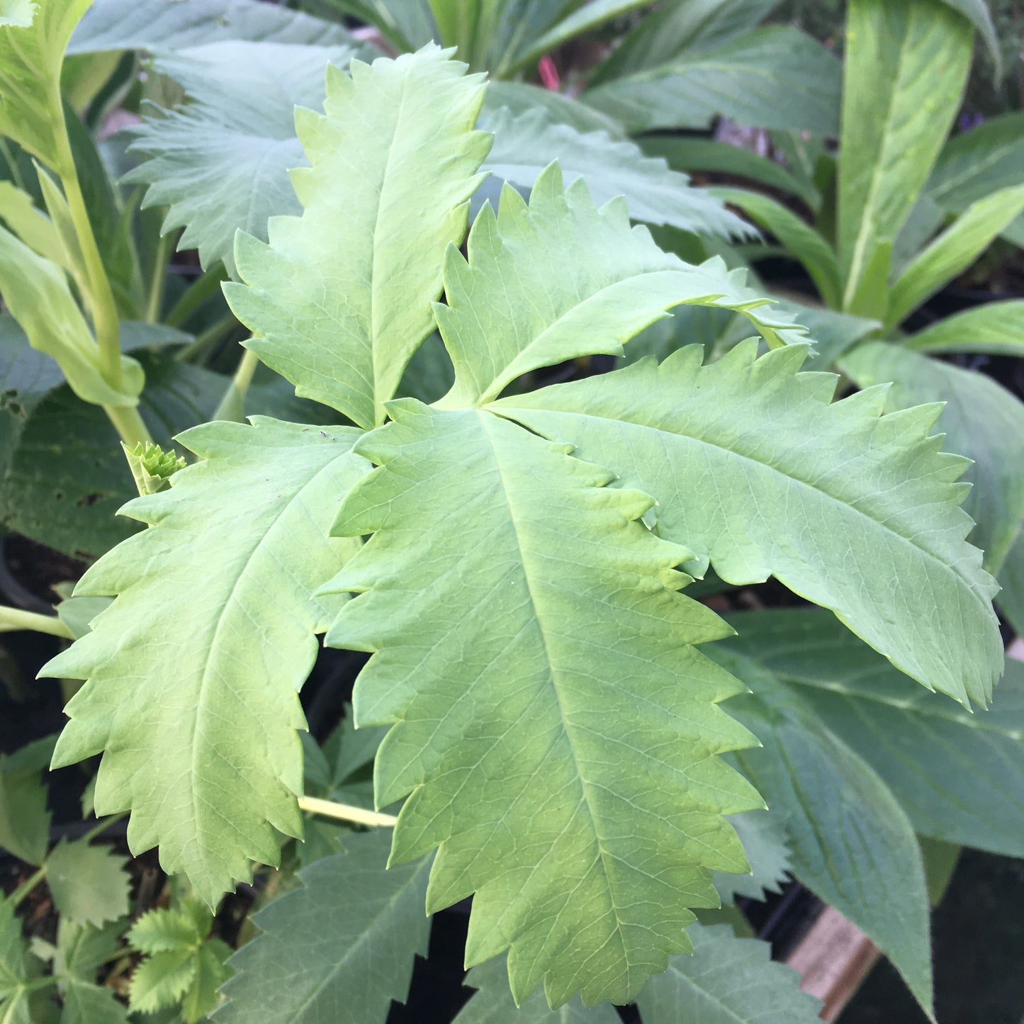 Melianthus major - Honeybush or Peanut Butter plant!