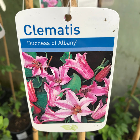Clematis texensis Duchess of Albany Large 2L Climber Plant