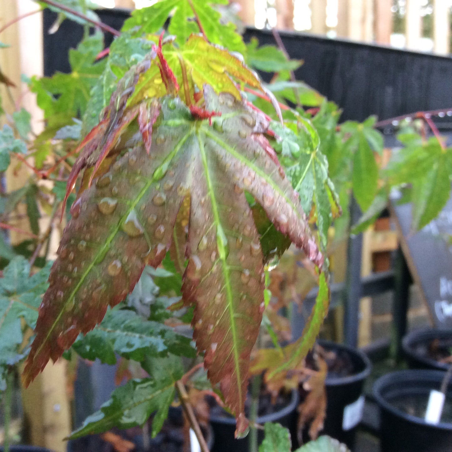 Acer palmatum - Japanese Maple