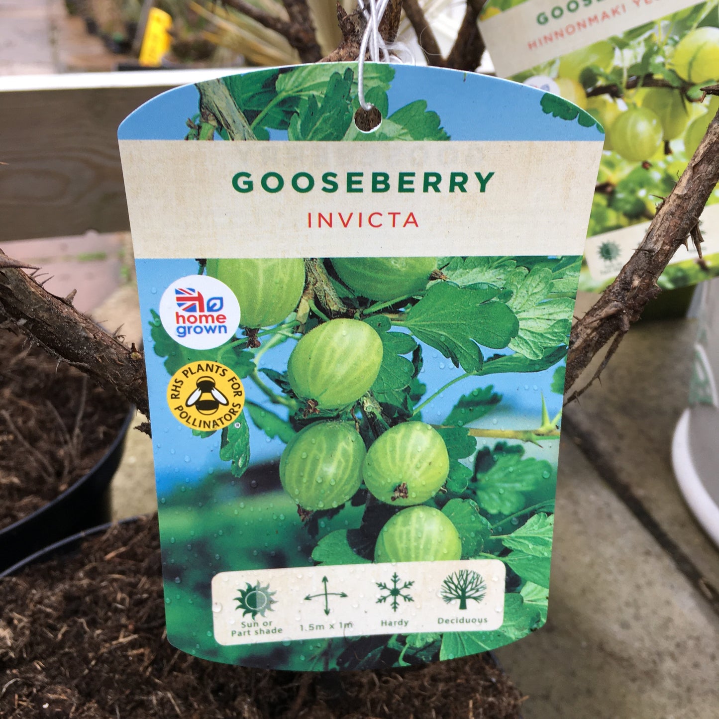 Gooseberry Invicta 3L
