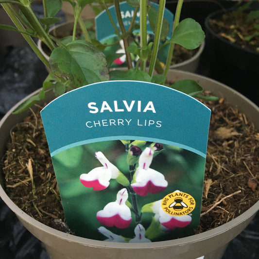 Salvia ’Cherry Lips’ 2L