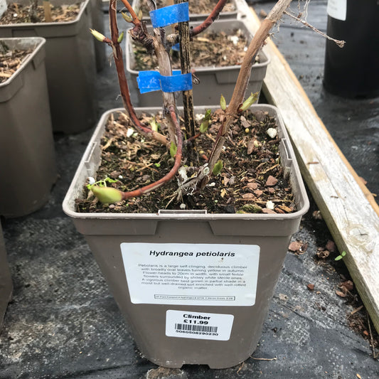 Hydrangea petiolaris 3L - Climbing Hydrangea