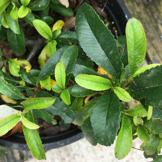 Pyracantha Saphyr Panache (Orange) 3L
