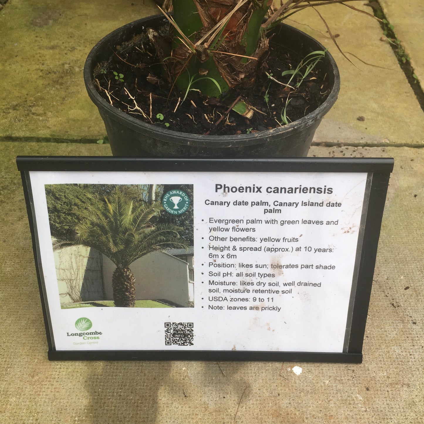 Phoenix canariensis - Canary Island date palm