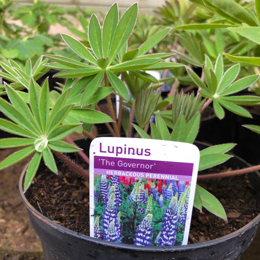 Lupin ‘The Governor’ Blue - 2L pot