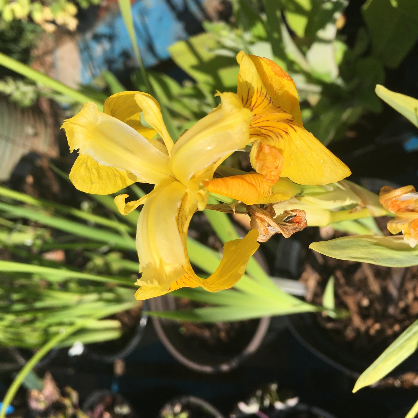 Iris Yellow Flag 3L