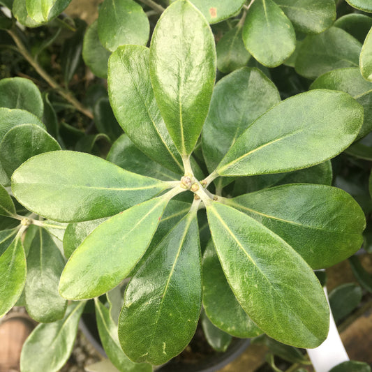 Pittisporum crassifolium