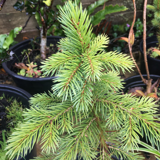 Picea pungens glauca - Blue Spruce
