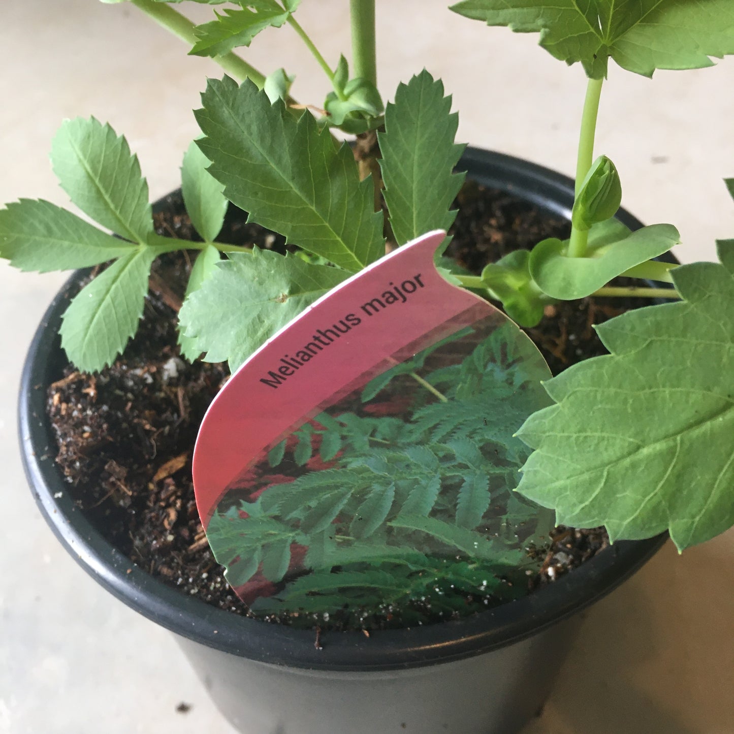 Melianthus major - Honeybush or Peanut Butter plant!