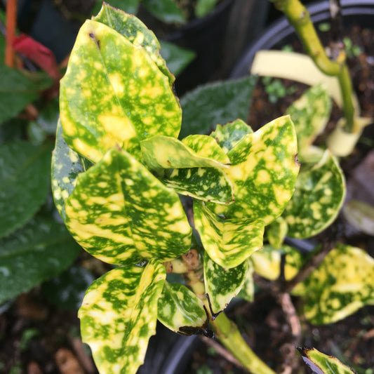Aucuba japonica Variegata
