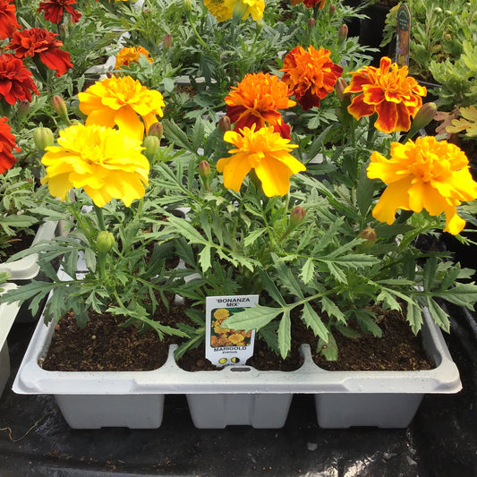 French Marigold - 6 pack