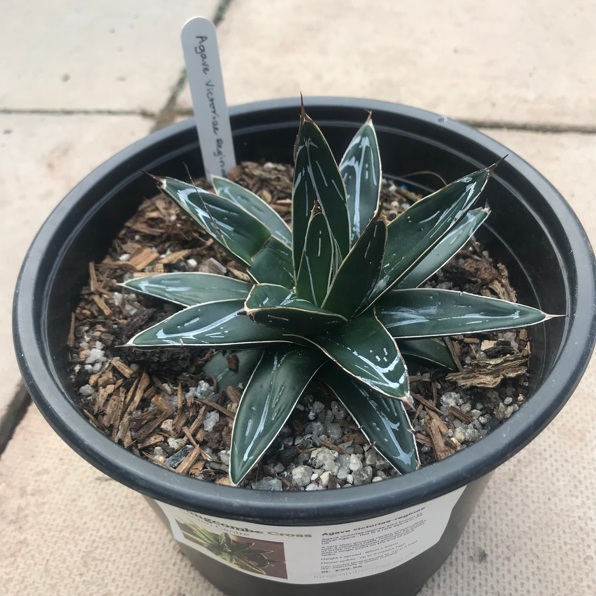 Agave victoriae reginae - rare agave – Longcombe Cross
