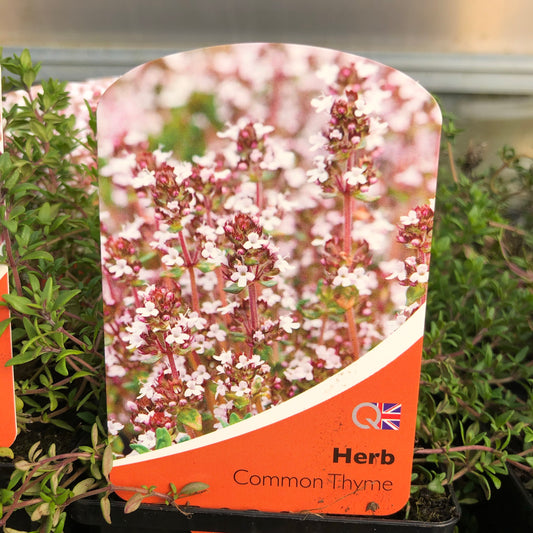 Thyme English Broad Leaf Common 1L