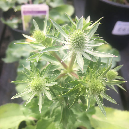 Eryngium ‘Blue Hobbit’