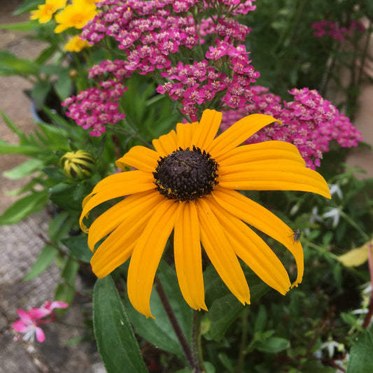 Rudbeckia Goldstrum & Goldblitz