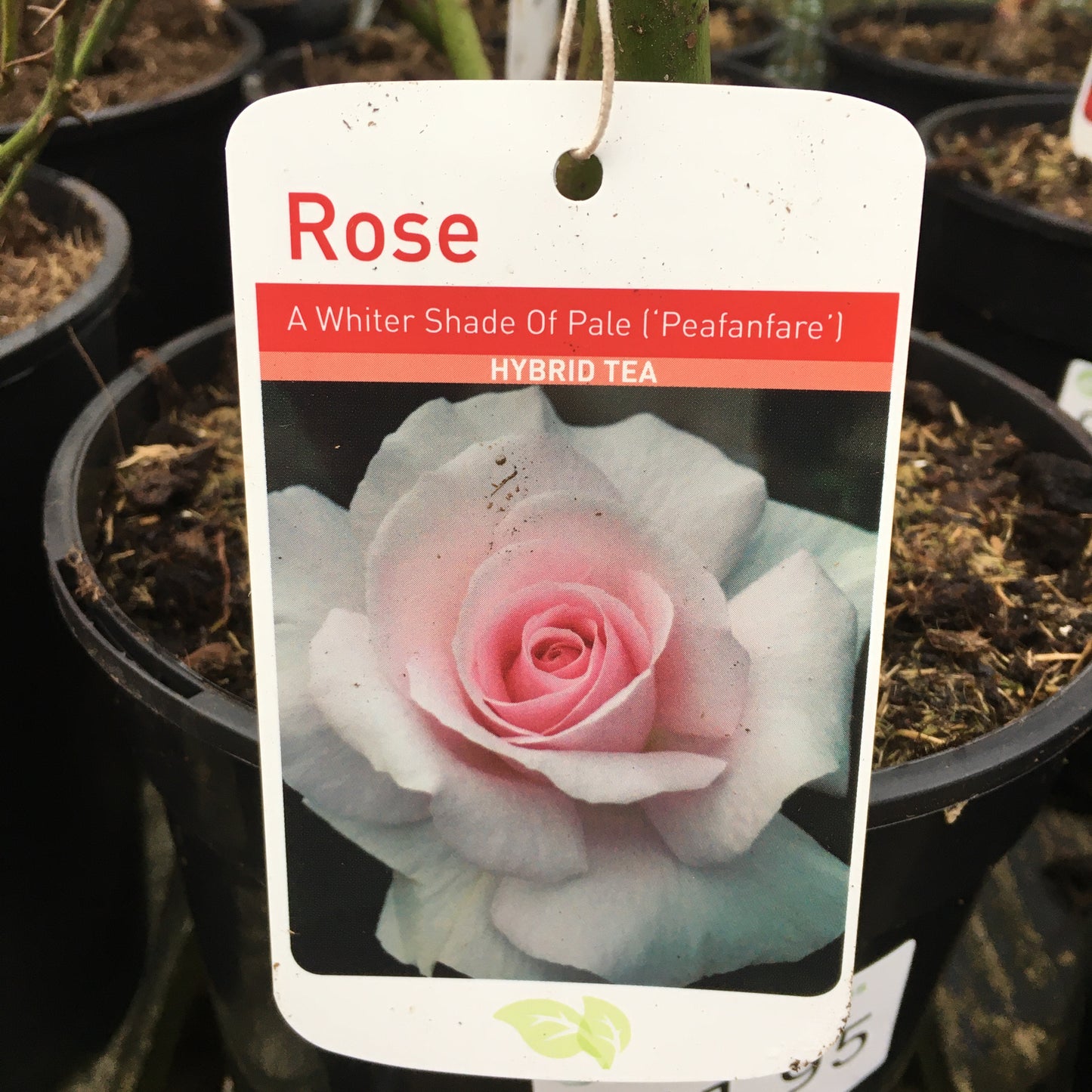 Rose A Whiter Shade of Pale - 5.5L Hybrid Tea