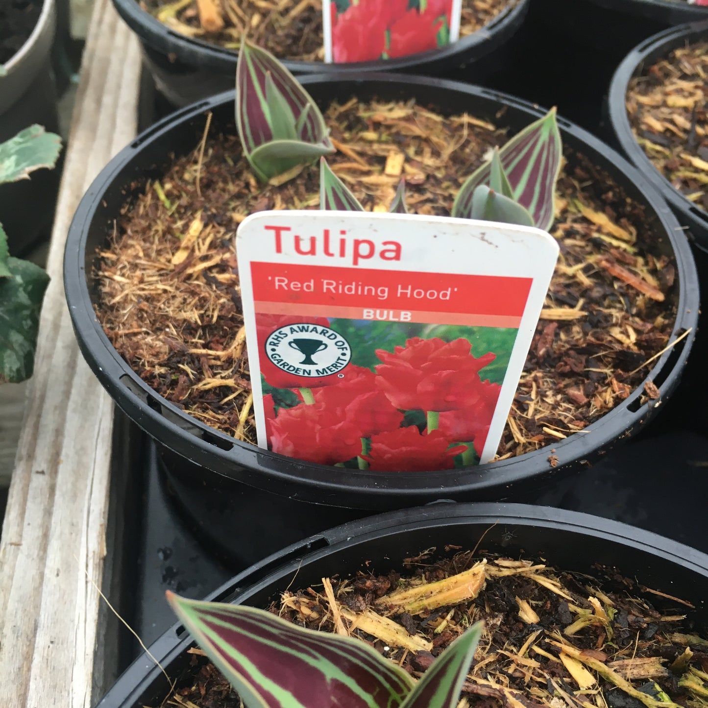 Tulip Red Riding Hood potted bulbs