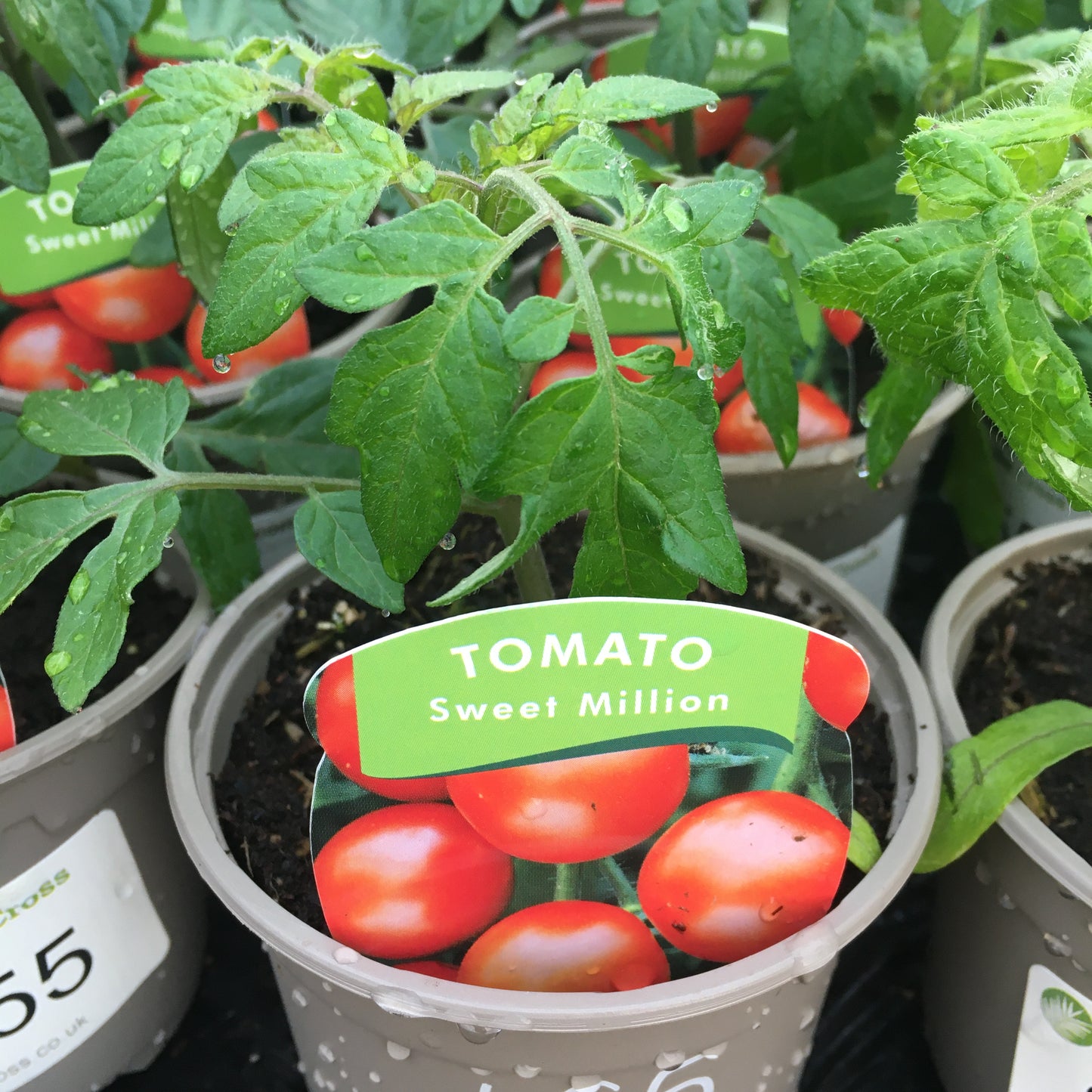 Tomato F1 Sweet Million 9cm pot