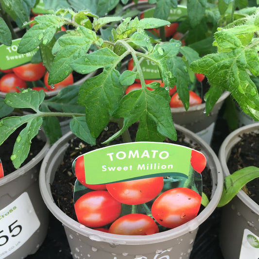 Tomato F1 Sweet Million 9cm pot