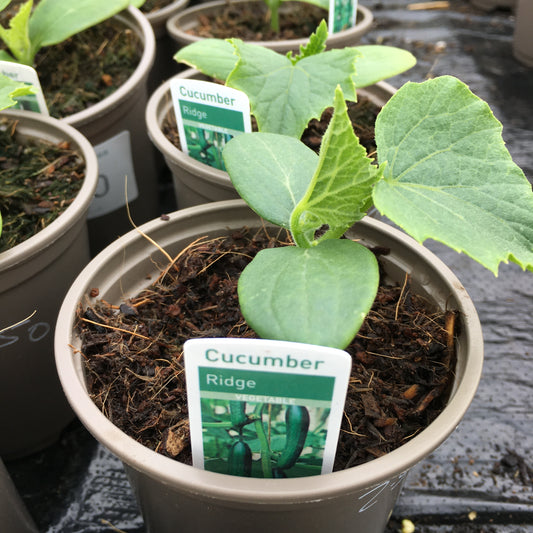 Cucumber Marketmore / Ridge ( Outdoor) - 9cm