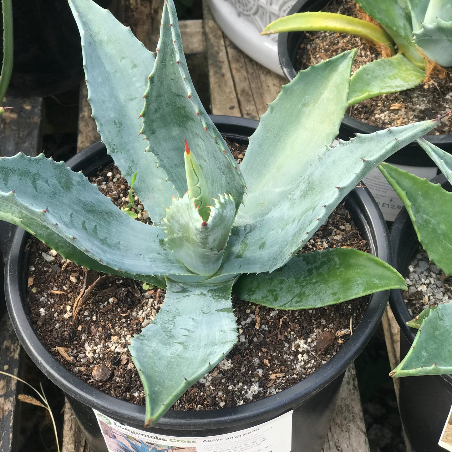 Agave americana