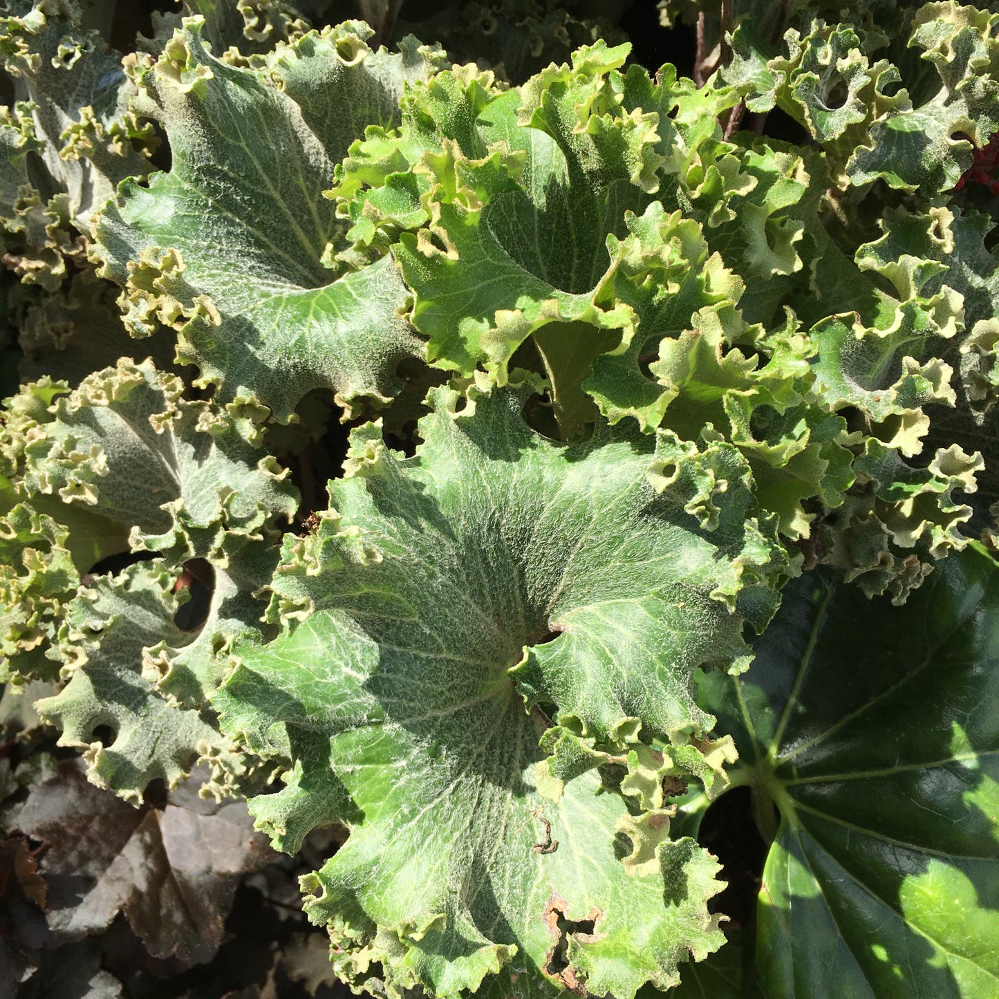 Farfugium japonicum 'Wavy Gravy'