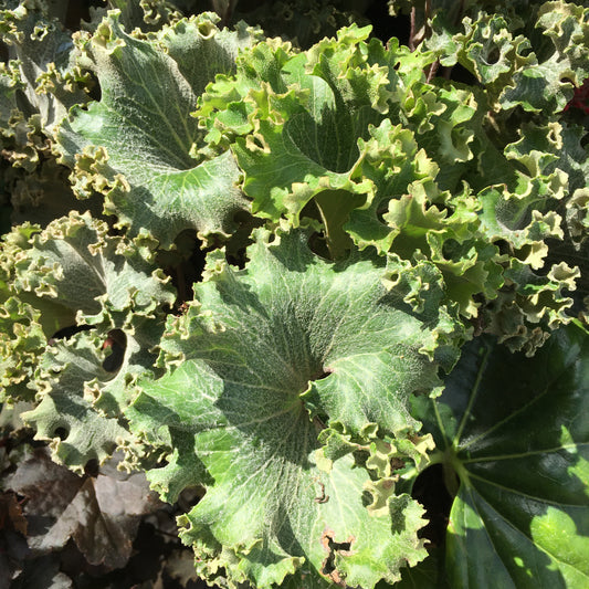 Farfugium japonicum 'Wavy Gravy'