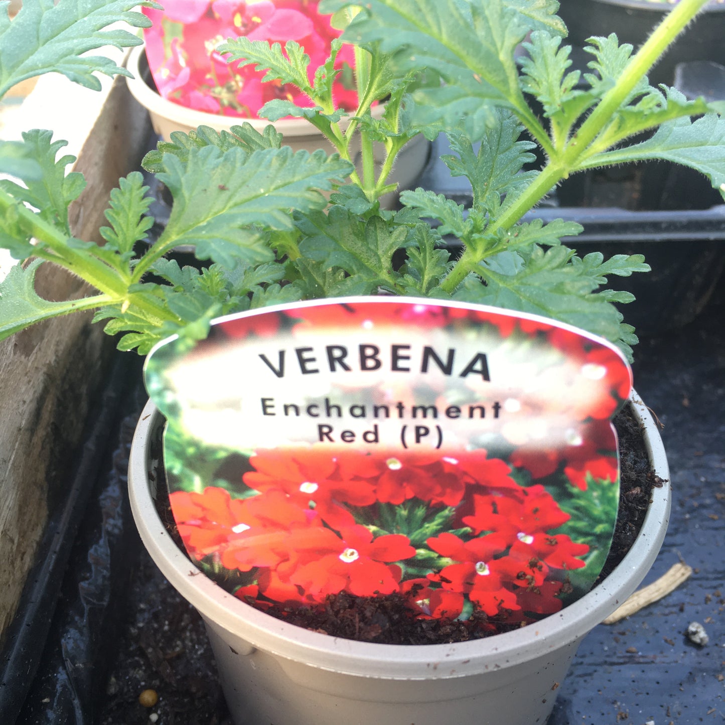Bedding plants 9cm Diascia Verbena Bacopa Bidens Surfinias etc