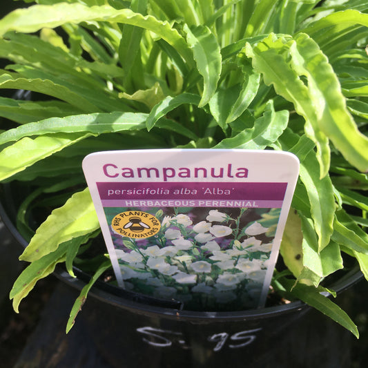 Campanula 2L pot