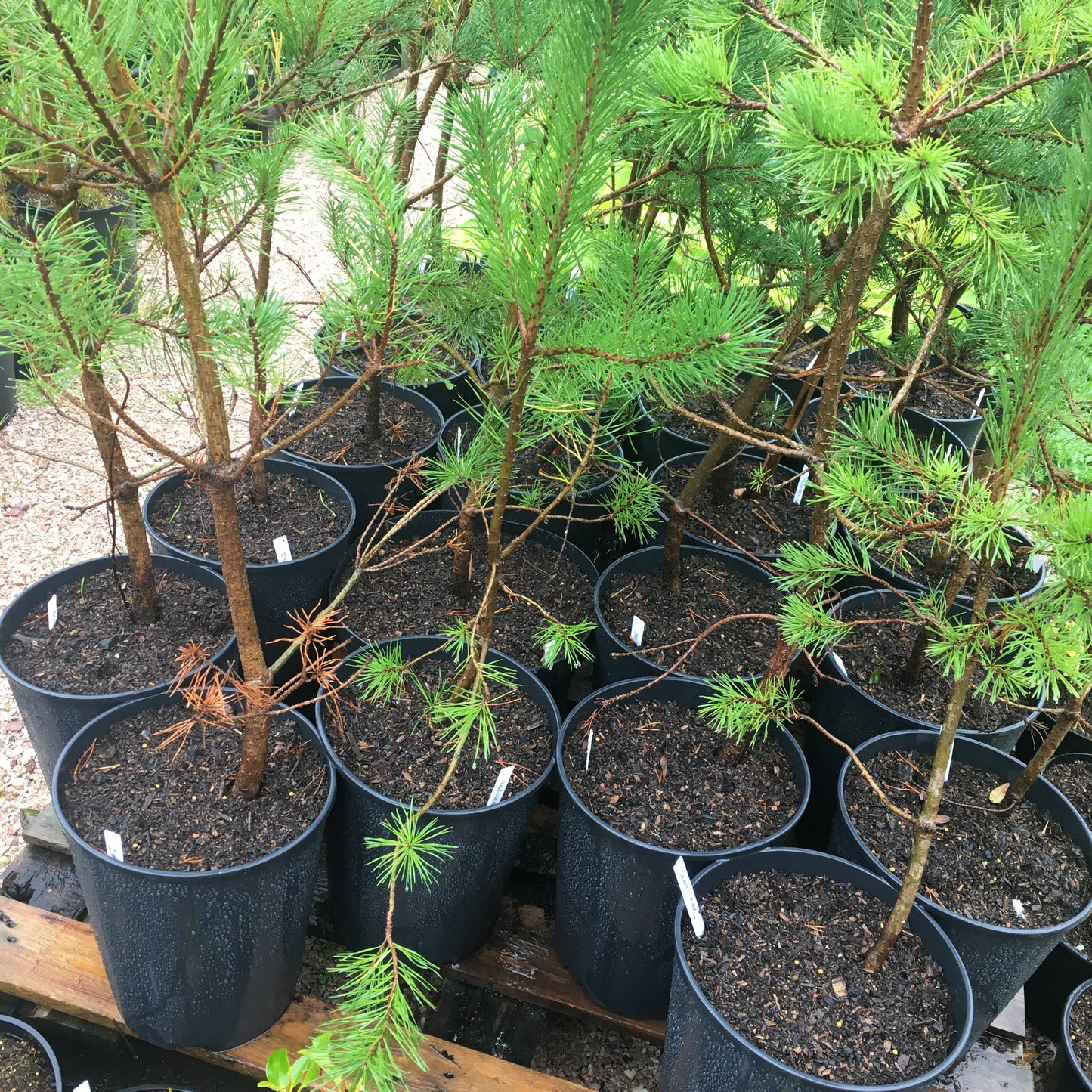 Pinus sylvestris - Scots Pine 15L