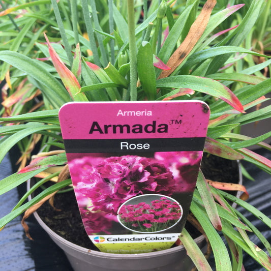 Armeria - Thrift Sea Pinks  - 1L pot