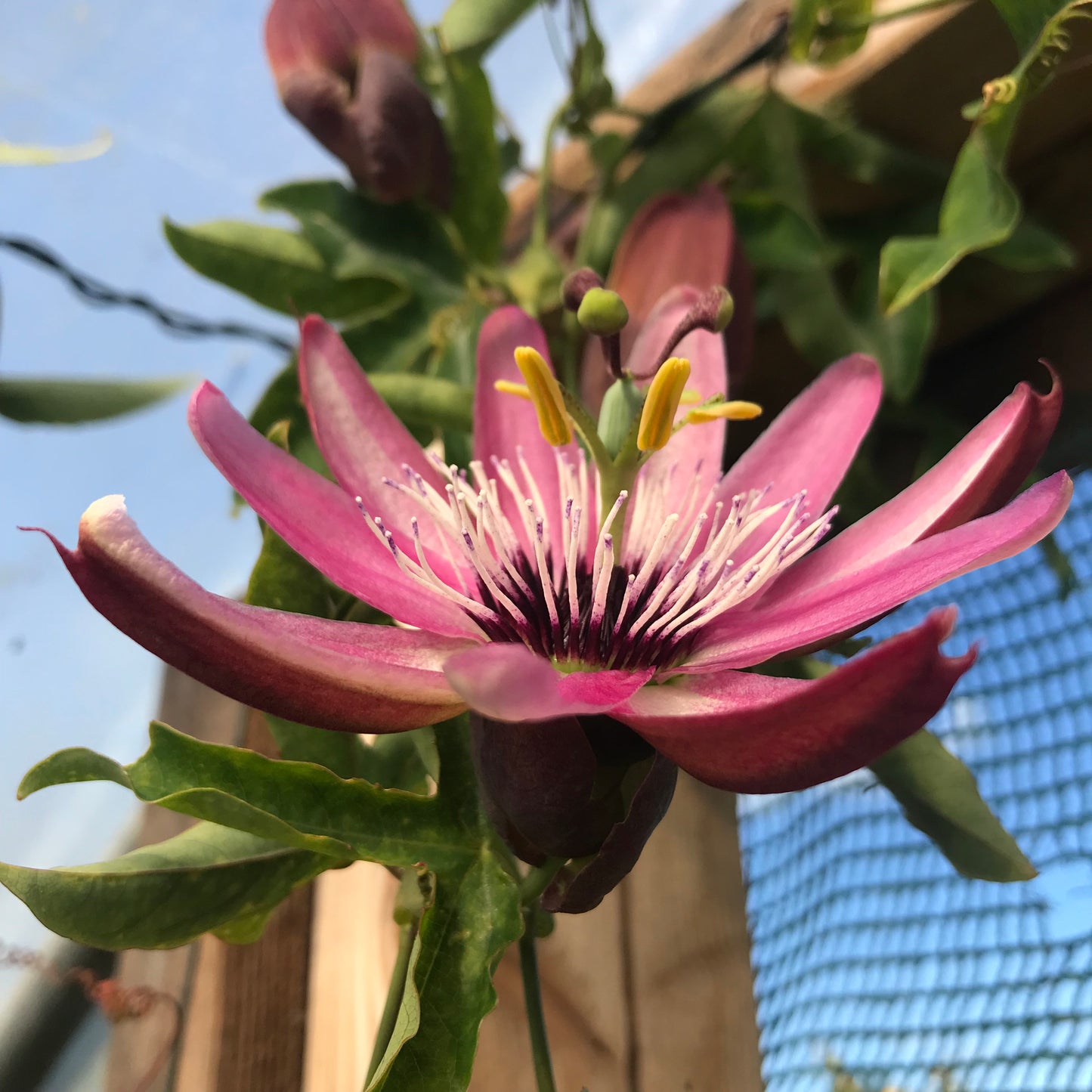 Passiflora  x violacea 'Victoria' 3L - Passion Flower