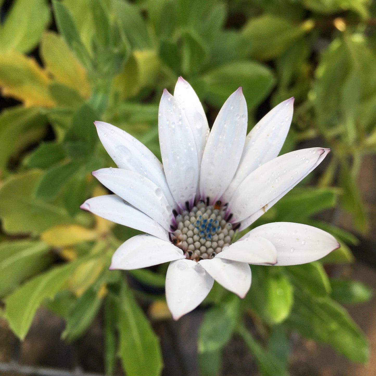 Osteospurmum 2L