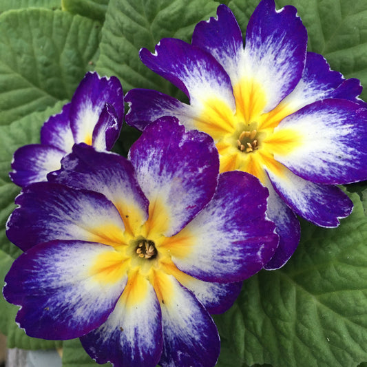 Polyanthus/Primrose