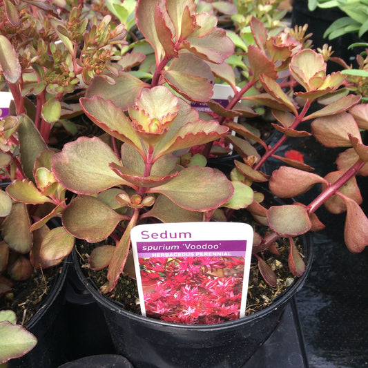 Sedum Voodoo 1L