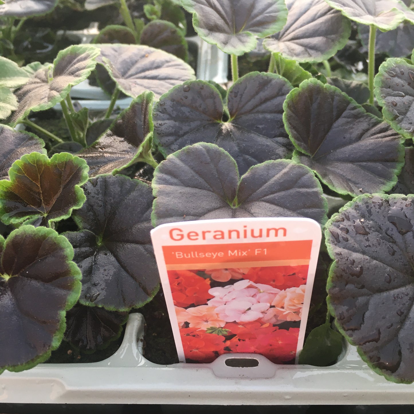 Geranium Zonal Leaf 6 pack