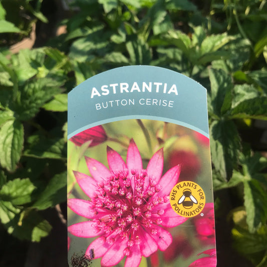 Astrantia 2L all varieties