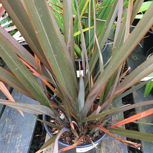 Phormium Jester 3L