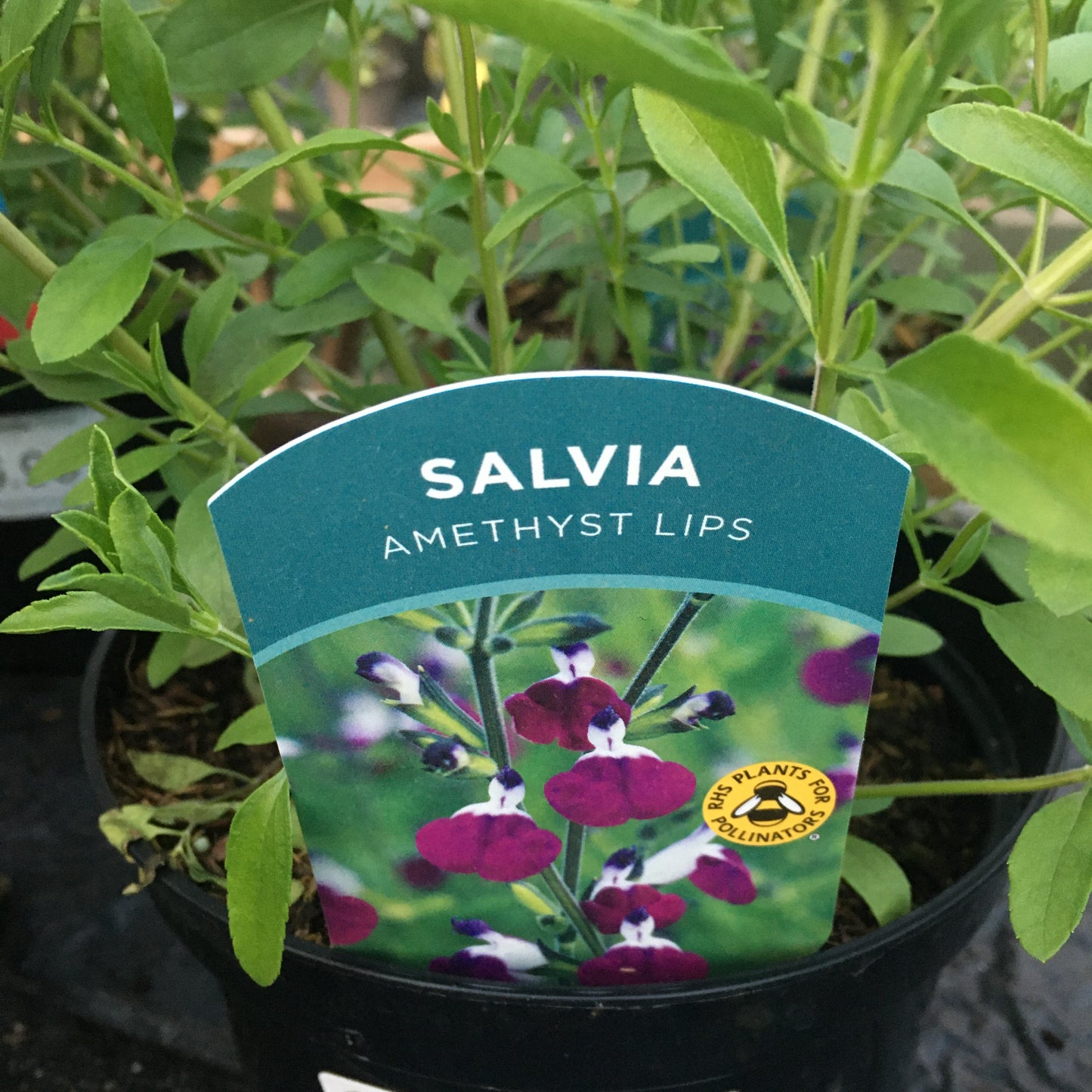 Salvia Amethyst lips 2L