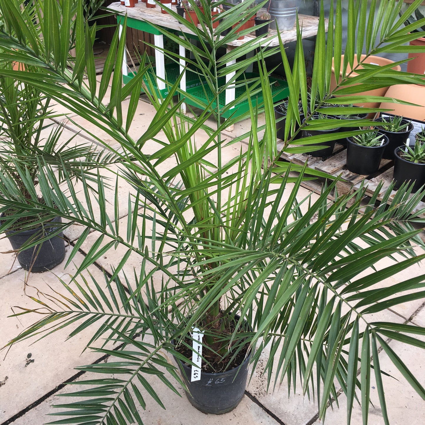 Phoenix canariensis - Canary Island date palm