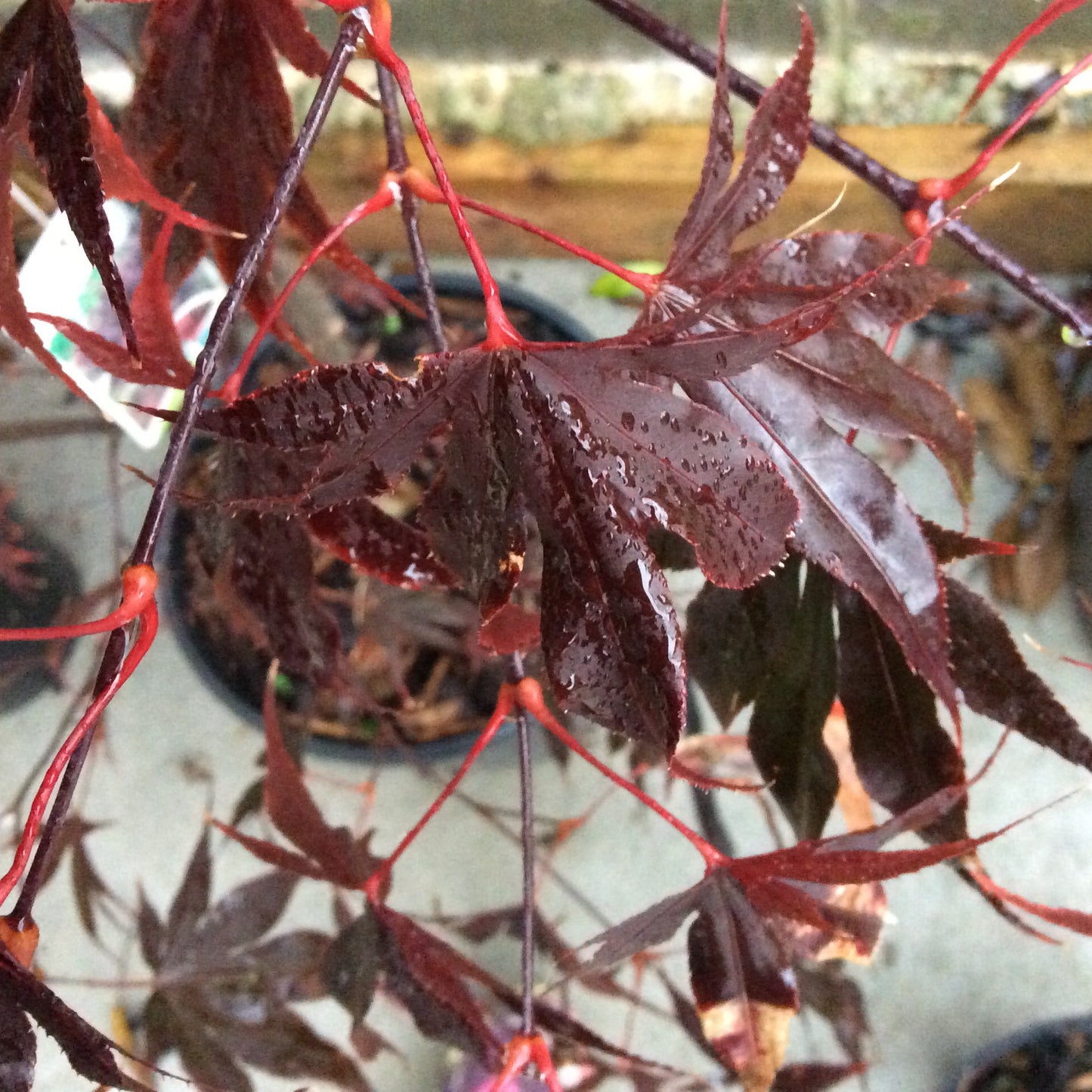 Acer palmatum Bloodgood 3L