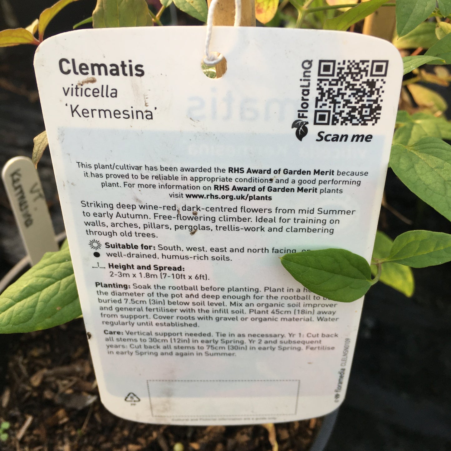 Clematis viticella 'Kermesina' Large 3L Climber Plant