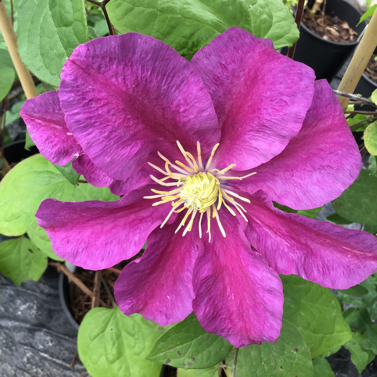 Clematis Star of India Large 3L Climber Plant